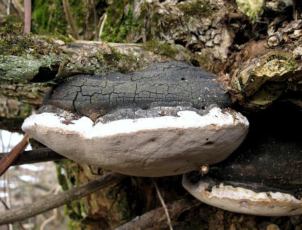 ohňovec obyčajný Phellinus igniarius (L.) Quél.