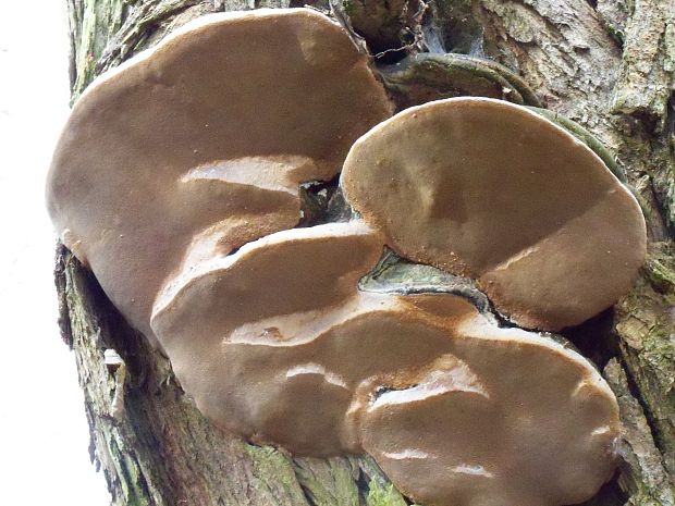 ohňovec obyčajný Phellinus igniarius (L.) Quél.