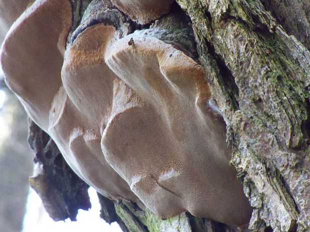 ohňovec obyčajný Phellinus igniarius (L.) Quél.