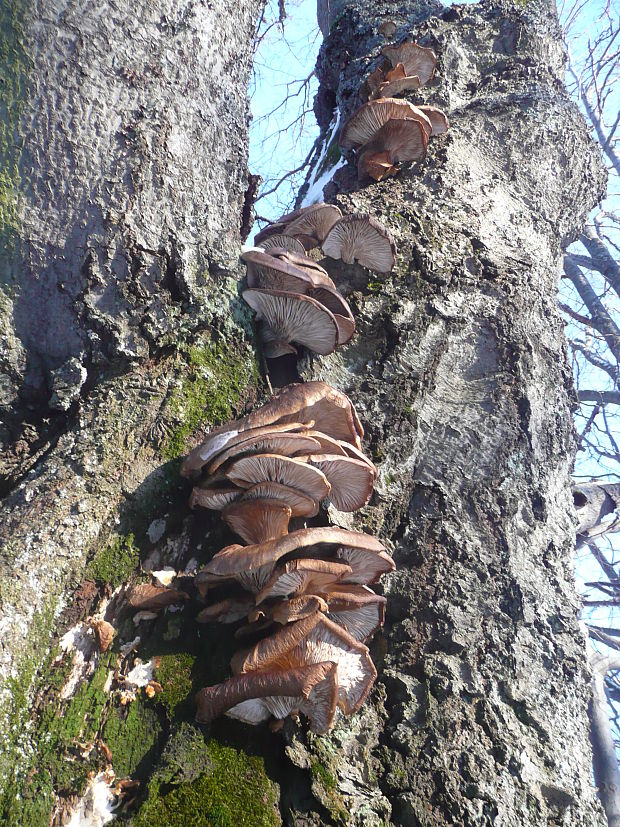 hliva ustricovitá Pleurotus ostreatus (Jacq.) P. Kumm.