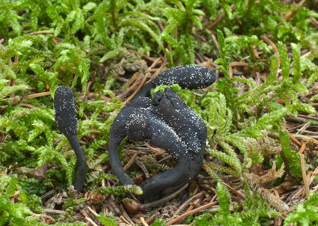 žezlovka srnková Tolypocladium ophioglossoides (J.F. Gmel.) Quandt, Kepler & Spatafora