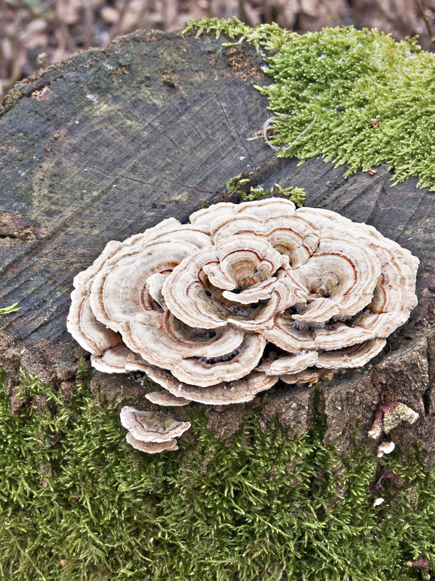 trúdnikovec pestrý? Trametes versicolor? (L.) Lloyd