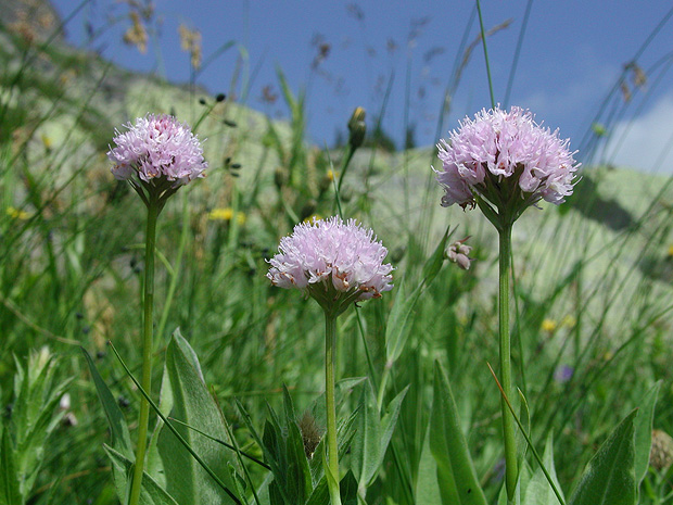 pavstavač hlavatý Traunsteinera globosa (L.) Reichenb.