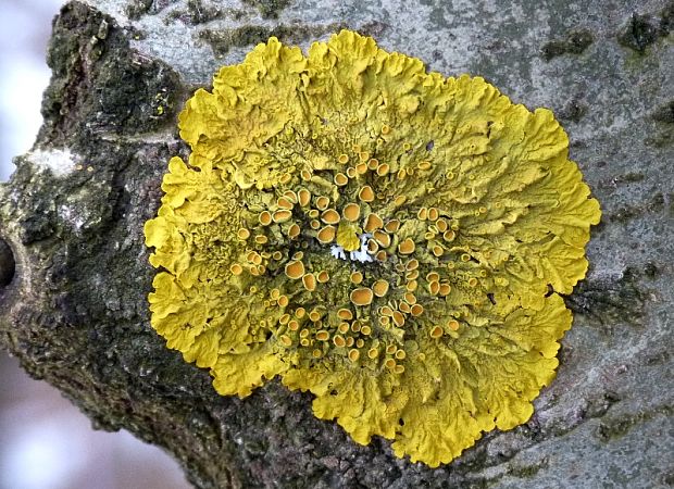 diskovník múrový  Xanthoria parietina var. parietina