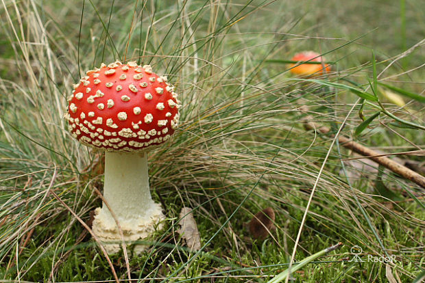 muchotrávka červená Amanita muscaria (L.) Lam.