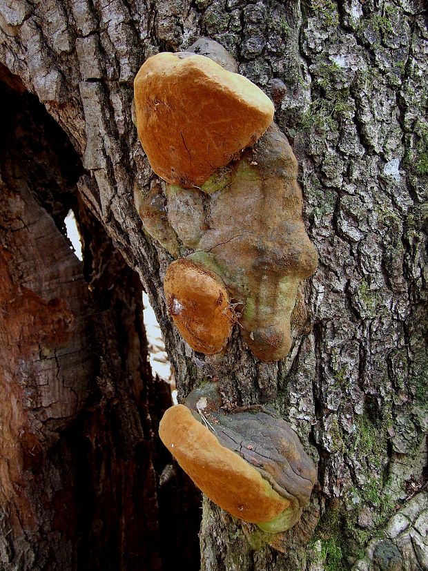 ohňovec mohutný Fomitiporia robusta (P. Karst.) Fiasson & Niemelä