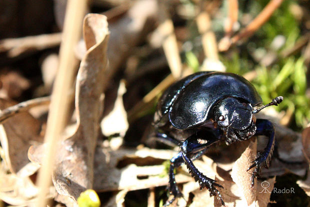 lajniak obyčajný Geotrupes stercorarius