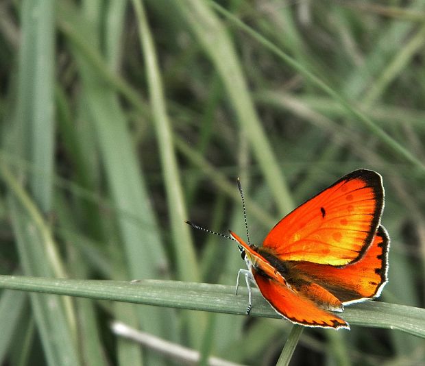 ohniváčik veľký Lycaena dispar