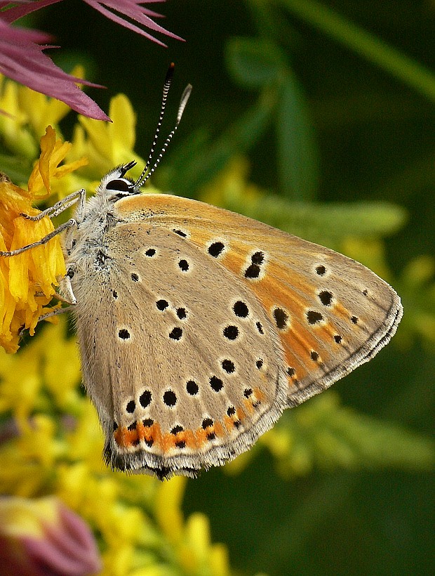 ohniváčik štiavový  Lycaena hippothoe Linnaeus, 1761