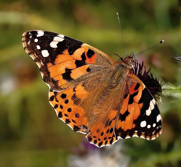 babôčka bodliaková Vanessa cardui