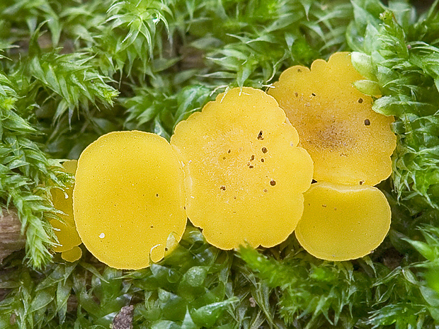 okrasník Bisporella sp.