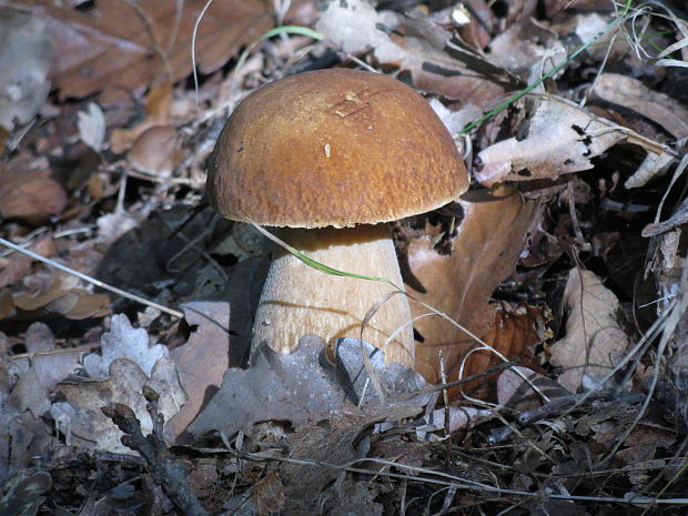 hríb dubový Boletus reticulatus Schaeff.