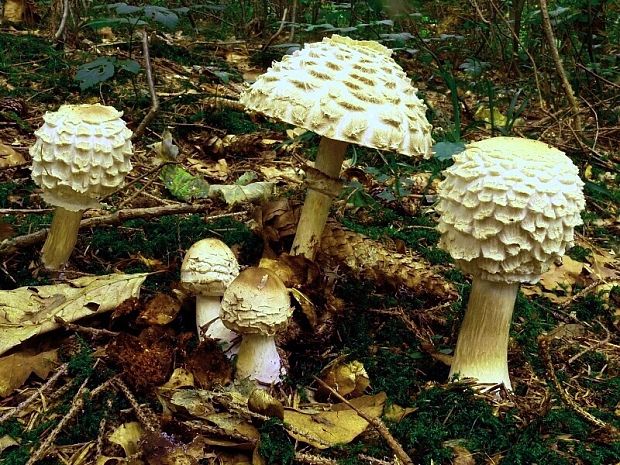 bedla červenající - Bedľa červenejúca Chlorophyllum rachodes (Vittad.) Vellinga