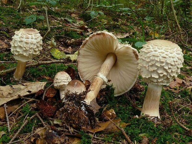 bedla červenající -  Bedľa červenejúca Chlorophyllum rachodes (Vittad.) Vellinga