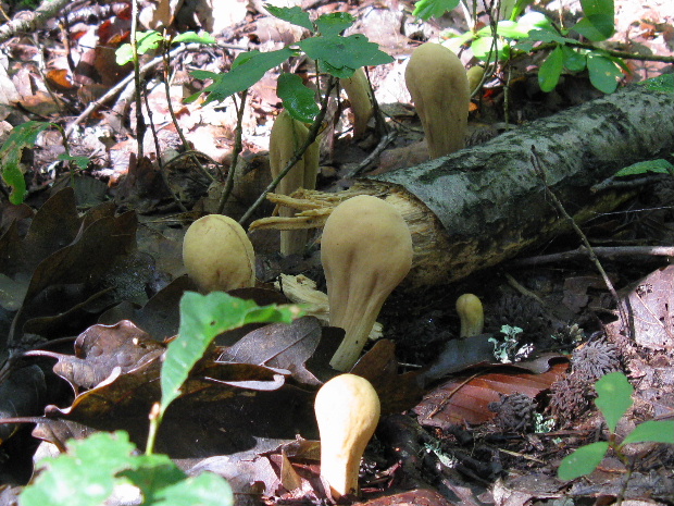 kyjak obrovský Clavariadelphus pistillaris (Fr.) Donk