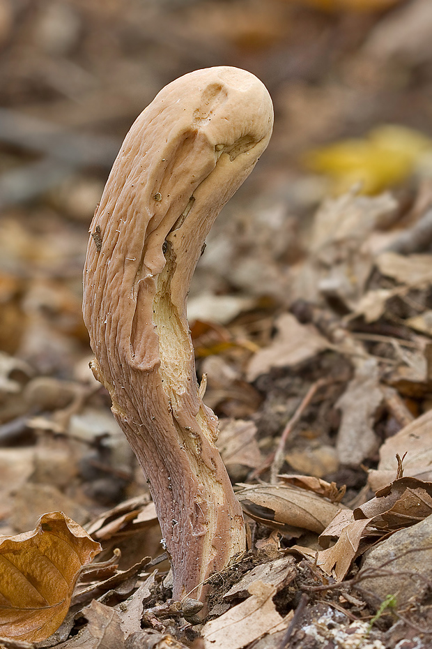 kyjak obrovský Clavariadelphus pistillaris (Fr.) Donk