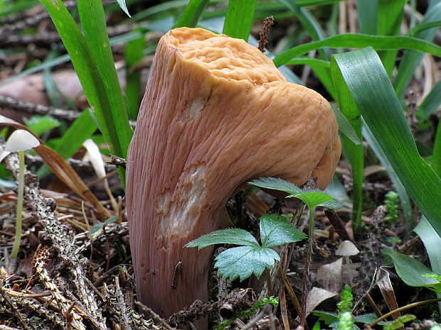 kyjak useknutý Clavariadelphus truncatus Donk