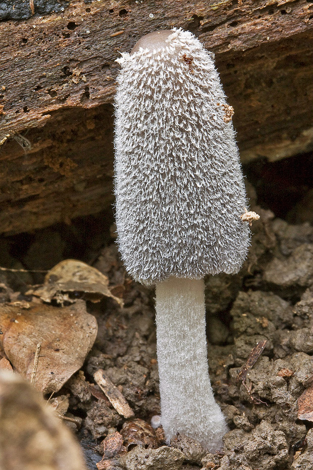 hnojník Coprinus sp.