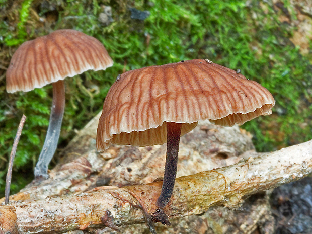 špička smradľavá Gymnopus foetidus (Sowerby) J.L. Mata & R.H. Petersen