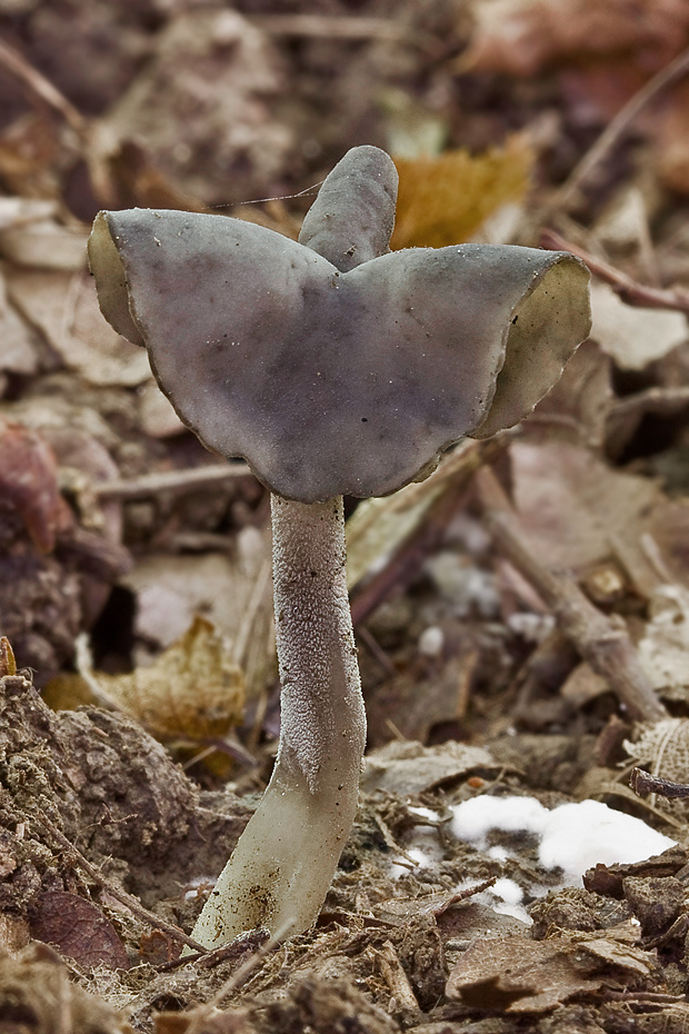 chriapač Helvella sp.