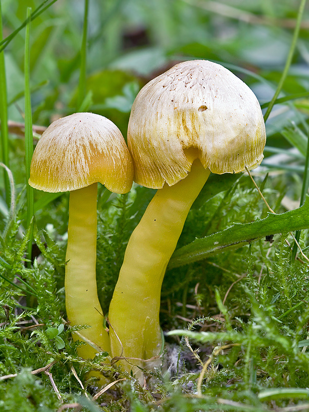 lúčnica Hygrocybe sp.