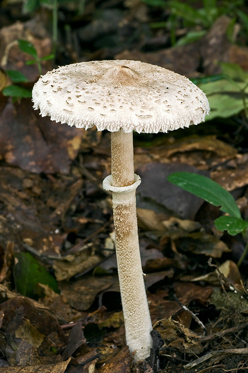 bedľa štíhla Macrolepiota mastoidea (Fr.) Singer