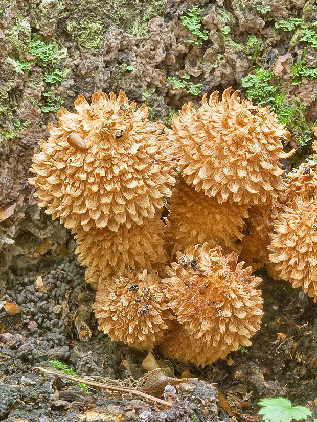 šupinovka šupinatá Pholiota squarrosa (Vahl) P. Kumm.