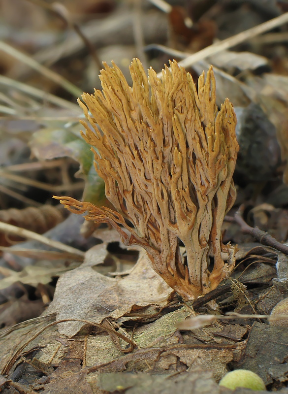 strapačka Ramaria sp.