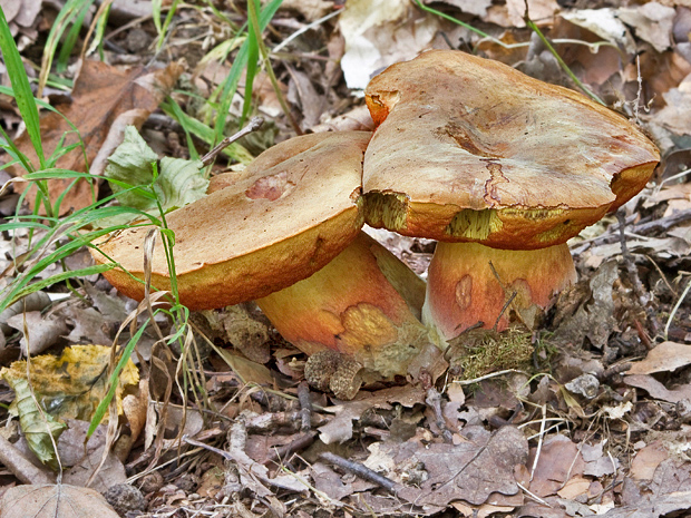 hríb zrnitohlúbikový Sutorius luridiformis (Rostk.) G. Wu & Zhu L. Yang