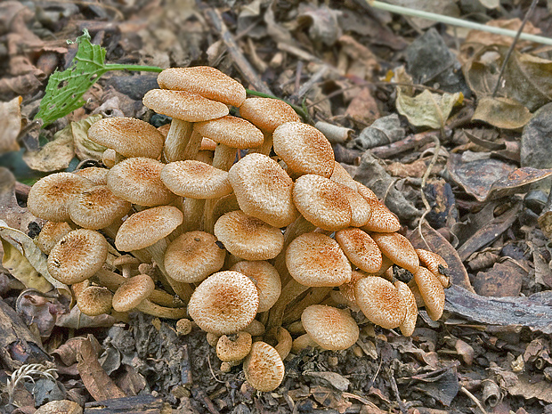 podpňovka bezprsteňová Armillaria socialis (DC.) Fayod