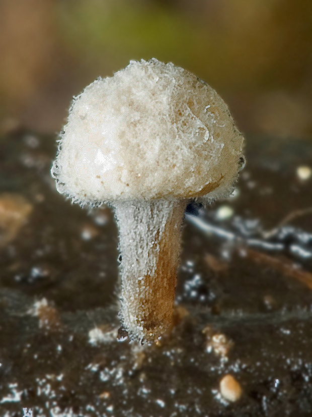 príživnica prášnicovitá Asterophora lycoperdoides (Bull.) Ditmar