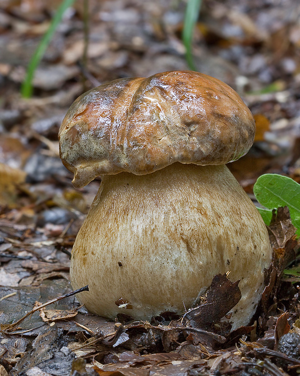 hríb bronzový Boletus aereus Bull. ex Fr.