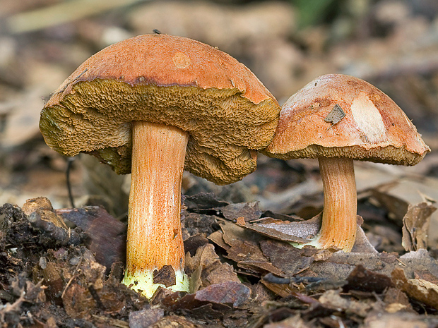 meďovec korenistý Chalciporus piperatus (Bull.) Bataille