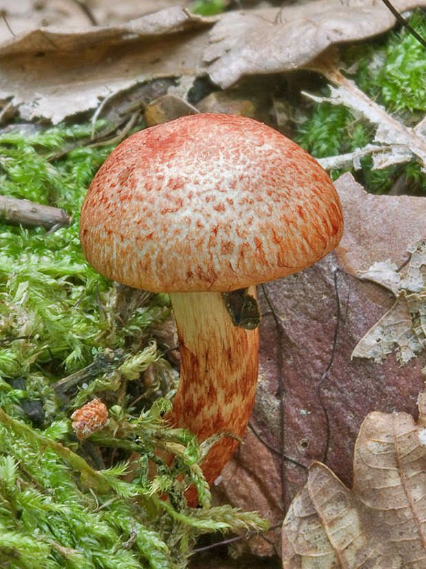 pavučinovec červenošupinatý Cortinarius bolaris (Pers.) Fr.