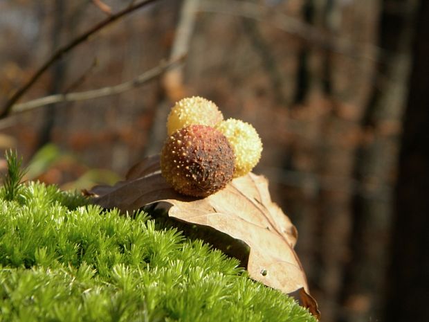 hrnčiarka listová Cynips quercus - folli