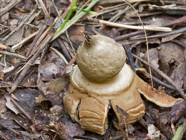 hviezdovka trojitá Geastrum triplex Jungh.