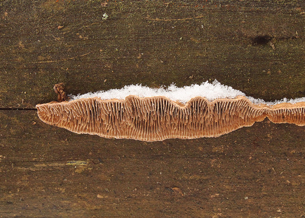 trámovka plotová Gloeophyllum sepiarium (Wulfen) P. Karst.