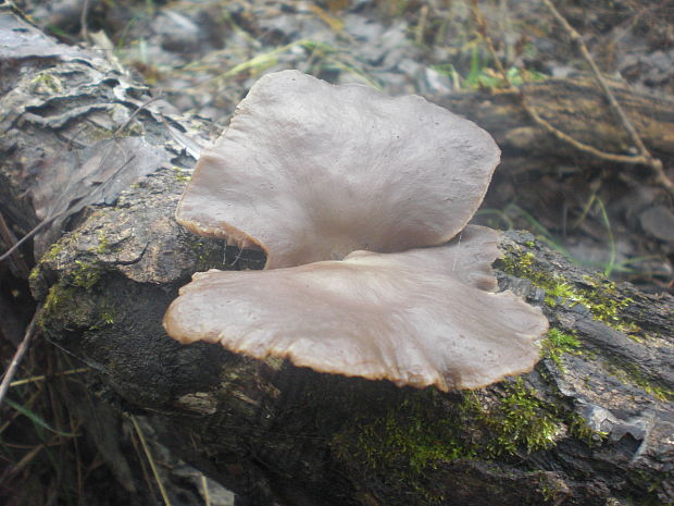 hliva Pleurotus sp.