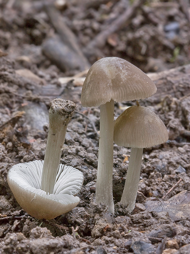 štítovka Pluteus sp.