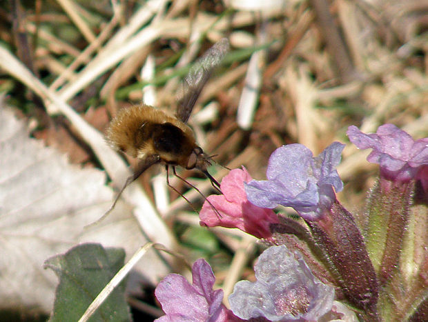 chlpačka veľká / dlouhososka velká  Bombylius major Linnaeus, 1758