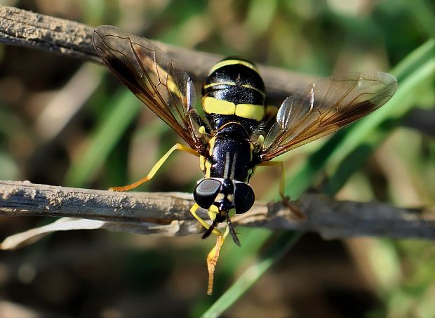 pestrica Chrysotoxum bicinctum