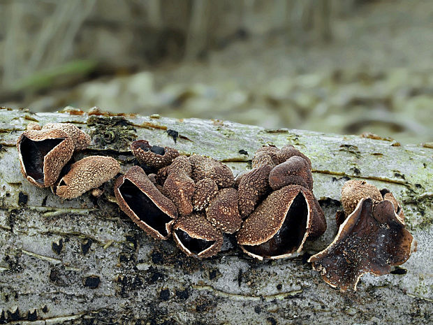 dutinovka otrubnatá Encoelia furfuracea (Roth) P. Karst.