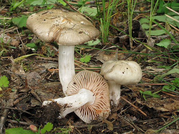 hodvábnica jarná Entoloma clypeatum (L.) P. Kumm.