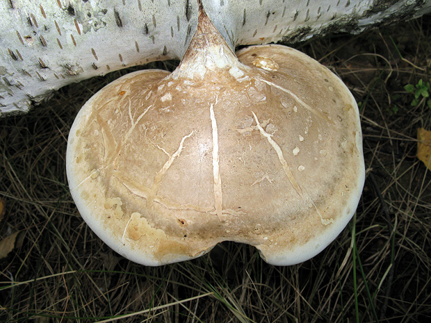 brezovník obyčajný Fomitopsis betulina (Bull.) B.K. Cui, M.L. Han & Y.C. Dai