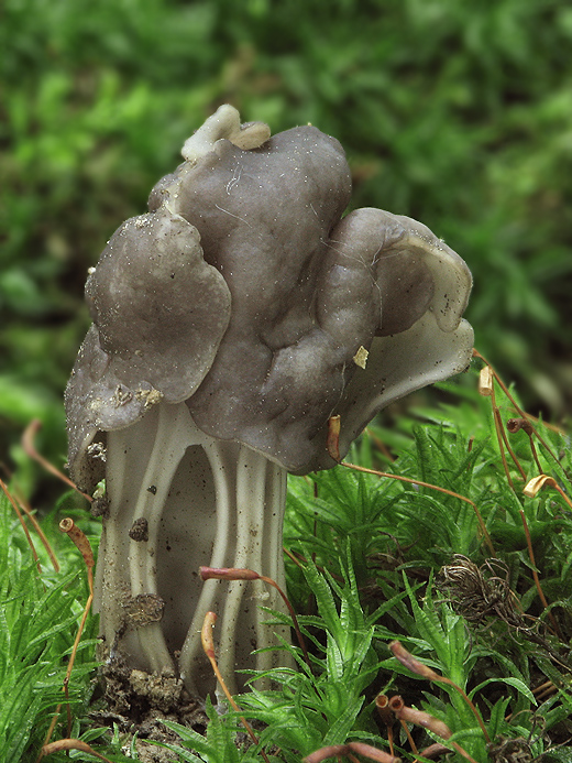 chriapač jamkatý Helvella lacunosa Afzel.