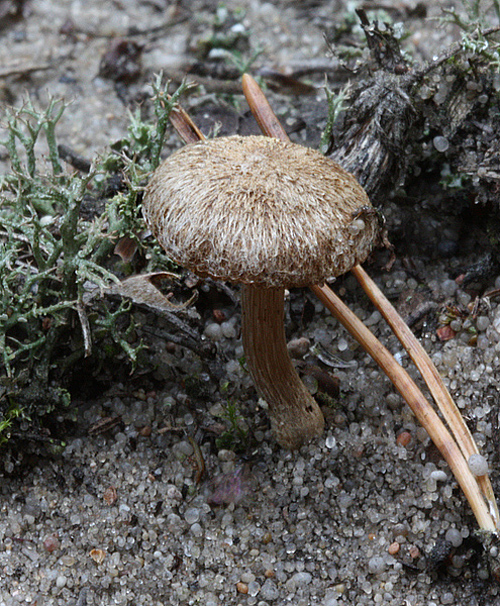 vláknica Inocybe sp.