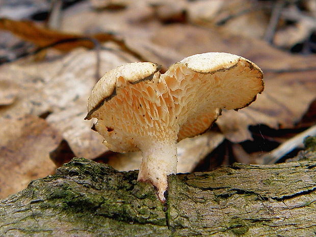 trúdnik zimný Lentinus brumalis (Pers.) Zmitr.