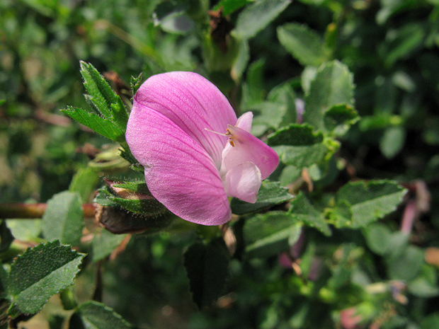 ihlica tŕnitá Ononis spinosa L.