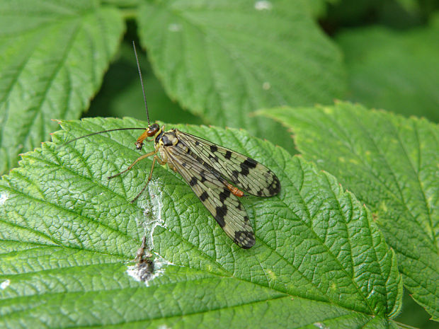 srpica obyčajná / srpice obecná Panorpa communis Linnaeus, 1758