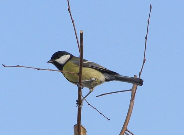 sýkorka bielolíca Parus major